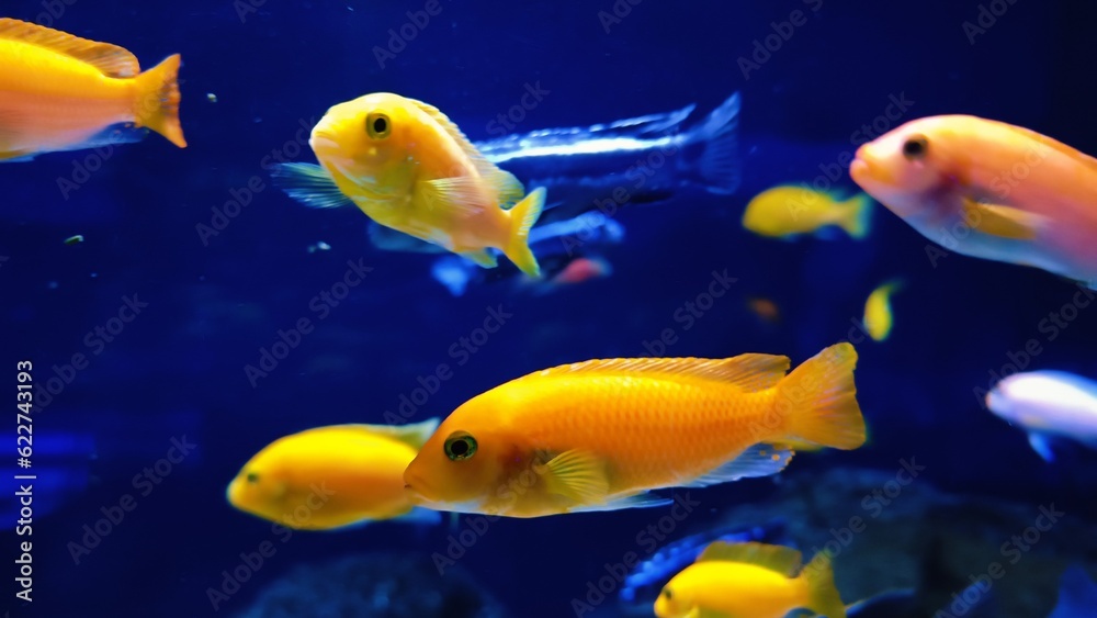 fish in aquarium fish in aquarium