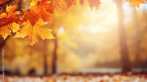 Frame from maple leaves in sunny autumn nature scene 