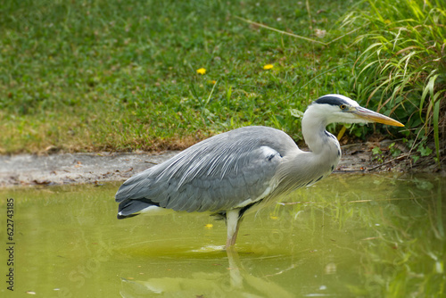 Grey Heron (Ardea cinerea) standing in a pond in Zurich, Switzerland