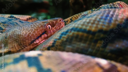 close up of a snake