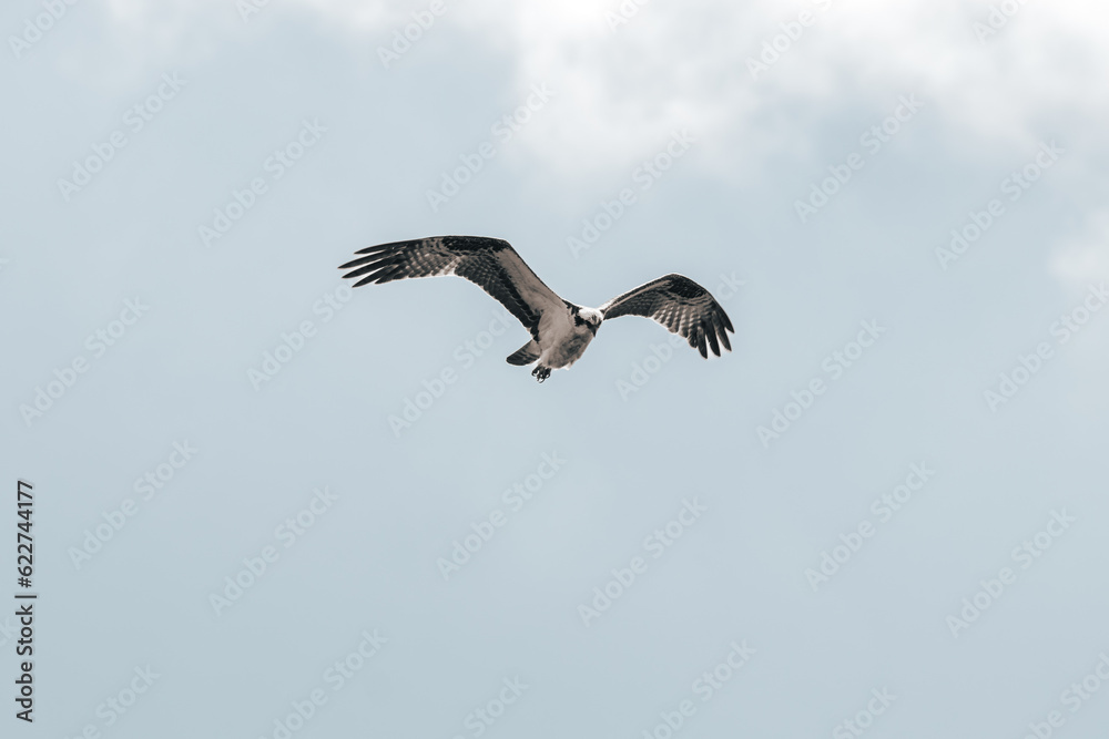 Osprey with his wings opened flying under a cloud in background from puerto rico Osprey with his wings opened flying under a cloud in background from puerto rico