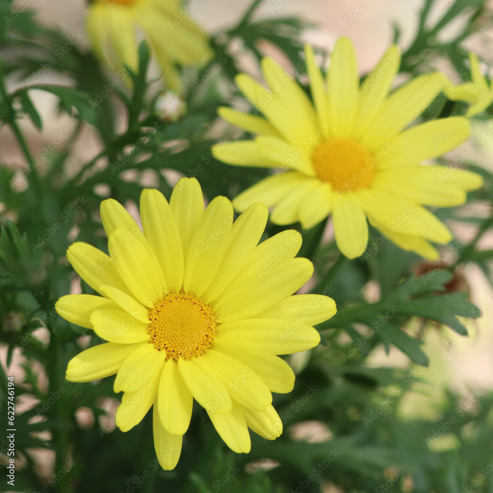 yellow flowers in the garden yellow flowers in the garden