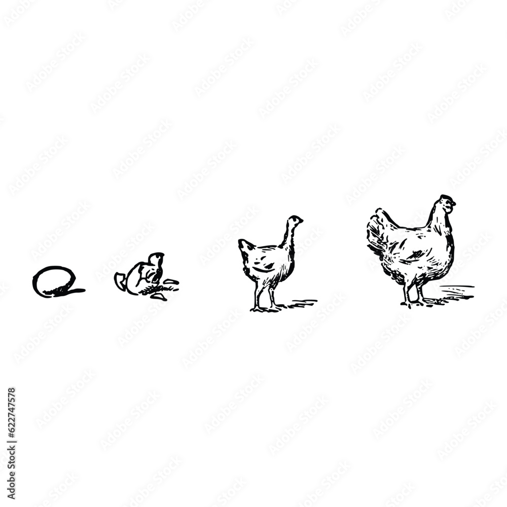 Hand drawn chicken and hen on white background. Vector sketch illustration. Hand drawn chicken and hen on white background. Vector sketch illustration.