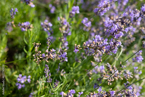 Lavender flowers in the field