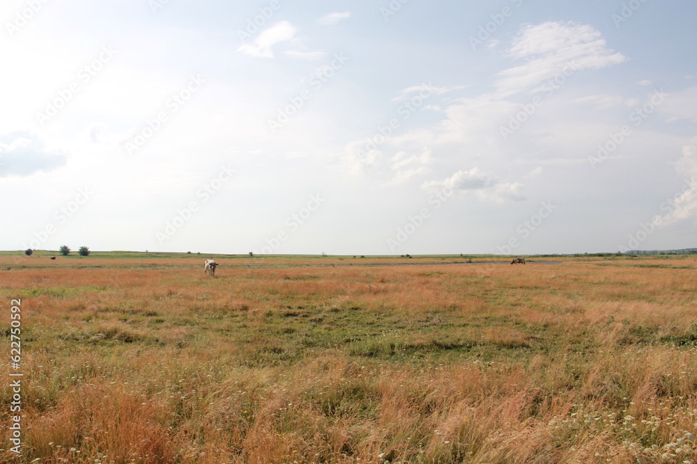 field in summer field in summer