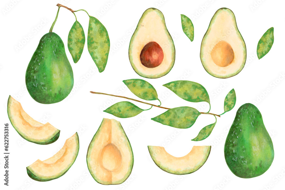 Avocado collection with whole, halved and green tropical fruit leaves. Vegan healthy nutritious food for packaging, design, decorative elements.World Vegetarian Day.Hand drawn isolated art. Avocado collection with whole, halved and green tropical fruit leaves. Vegan healthy nutritious food for packaging, design, decorative elements.World Vegetarian Day.Hand drawn isolated art.