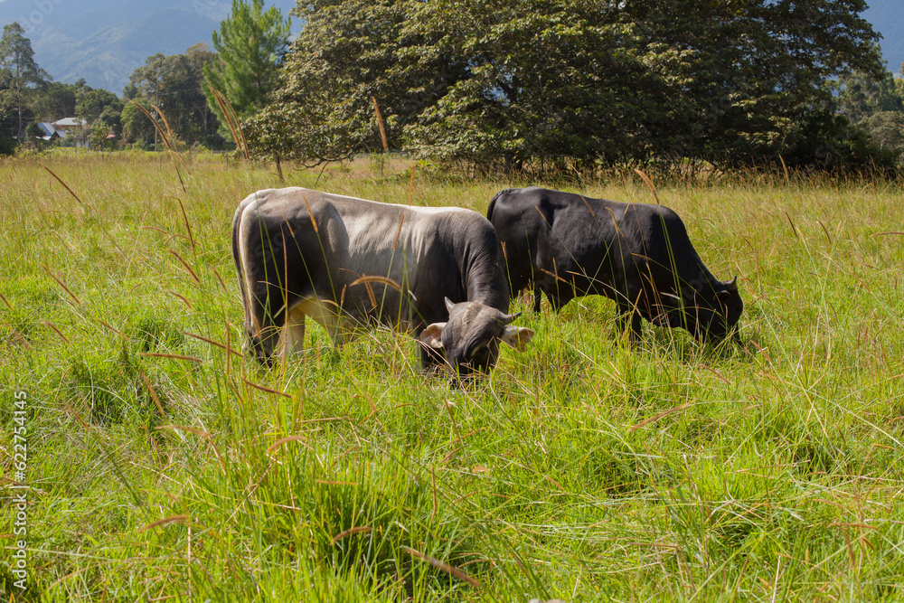 Picture of bulls in a green jungle field in a sunset. Concept of animals and nature. Picture of bulls in a green jungle field in a sunset. Concept of animals and nature.