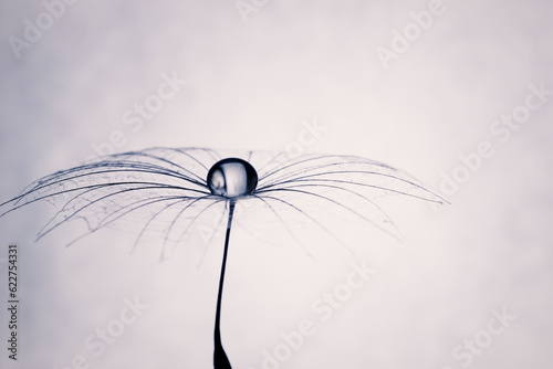 Dew drop of water on dandelion macro flower. A large drop of water in the center of a dandelion. Soft selective focus on black and white background. Artistic image of nature.
