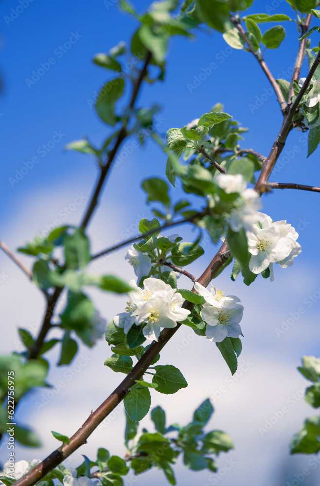 Abstract background. Blossoming branches of an apple tree against the blue sky. Vertical photography. Abstract background. Blossoming branches of an apple tree against the blue sky. Vertical photography.