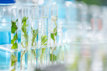 plant science laboratory research, biological chemistry test, green nature organic leaf experiment in test tube, scientist working in chemical medicine biotechnology or medical ecology lab technology