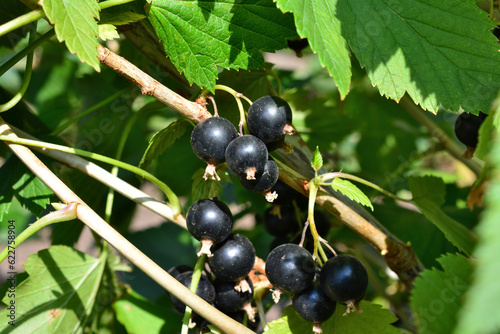 black currant with green leaves on the branch in sunny day close up 