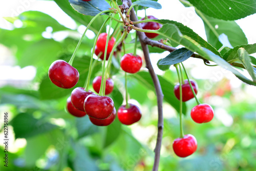 red cherries on the branch with sunbeams and green leaves on background 