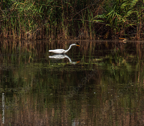 The European wild heron feeds in a river inlet with reeds. The bird catches food in the pond. The white plumage of a heron reflecting in the water.
