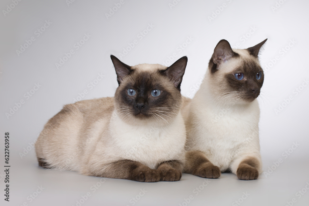 Nice adult male couple of Thai cat posing on background in studio Nice adult male couple of Thai cat posing on background in studio