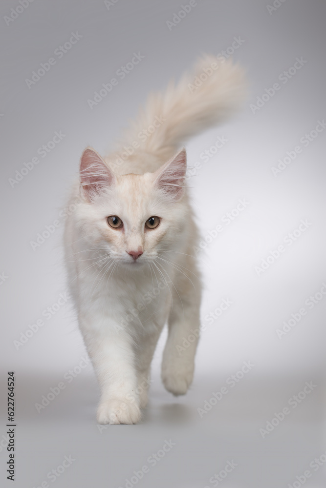 Pretty young male of norwegian forest cat in studio Pretty young male of norwegian forest cat in studio