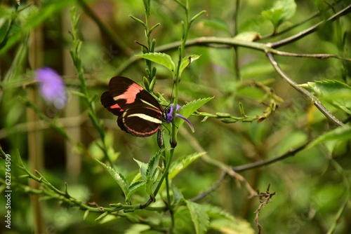 Tiny butterfly in a warm winter.