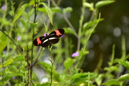 Tiny butterfly in a warm winter.