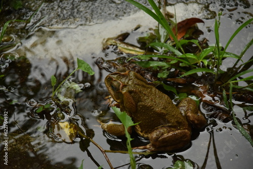 A frog watching the rain.