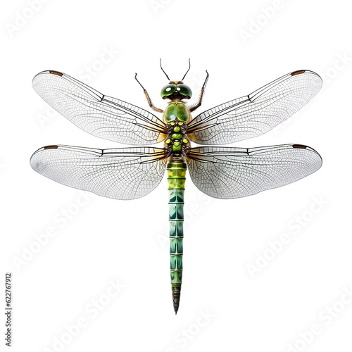 dargonfly insect bug transparent background cutout © Creative Canvas