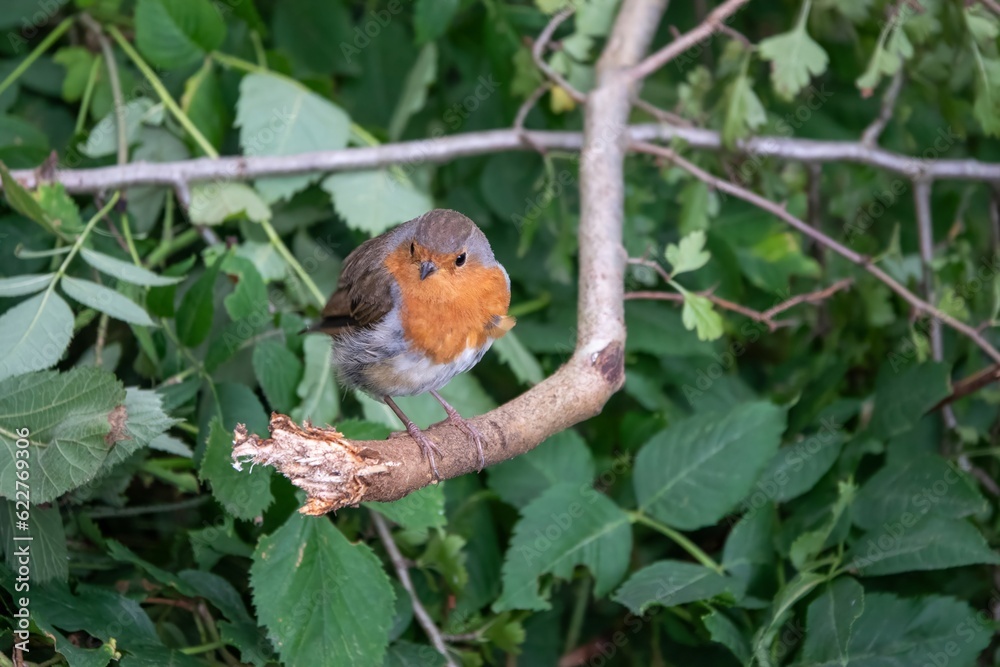 close up portrait of a robin erithacus rubecula perched on the branch of a tree close up portrait of a robin erithacus rubecula perched on the branch of a tree