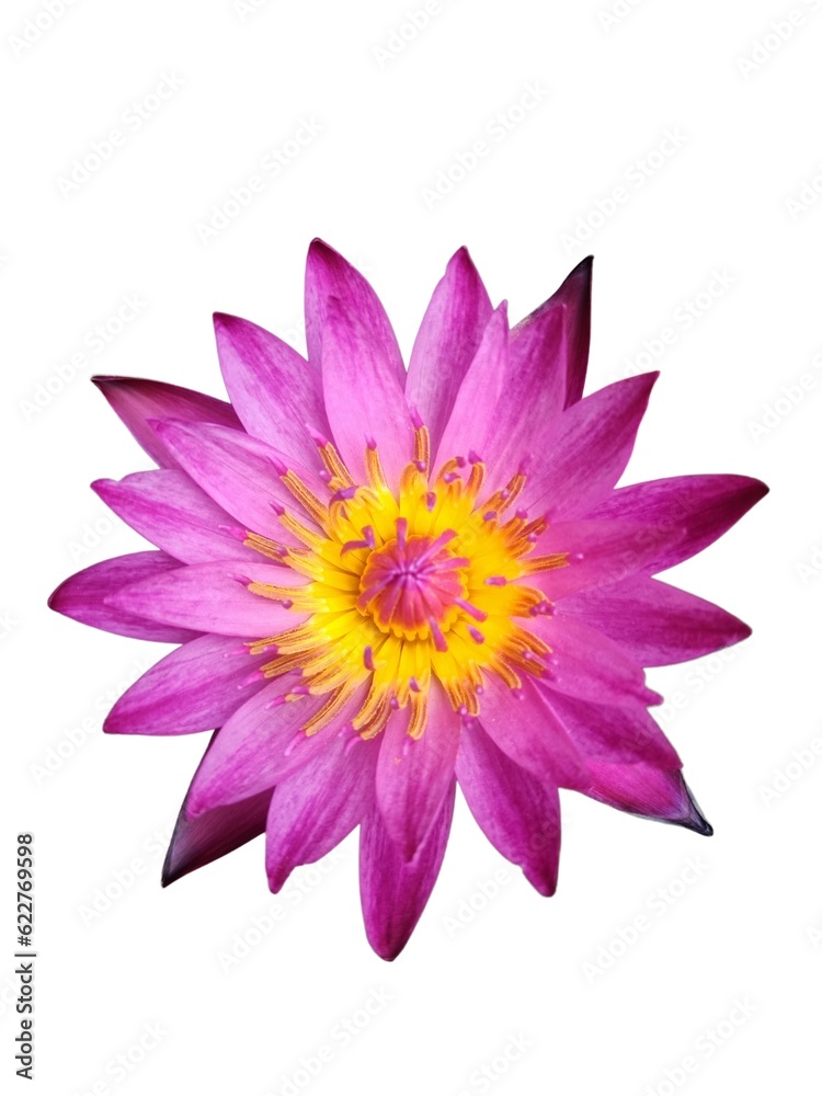 Fototapeta premium pink lotus flower on white background (isolated)