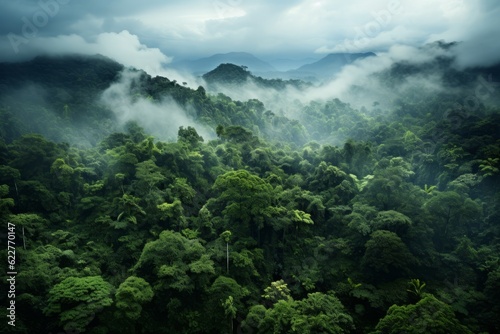 fog in the mountains forest