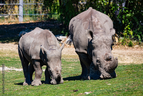 White rhinoceros. Mammal and mammals. Land world and fauna. Wildlife and zoology.