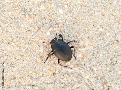 Darkling Beetles. Family Tenebrionidae. Genus Erodius.