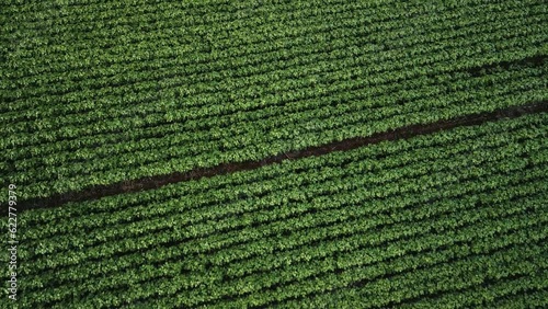 Flying over soybean field at diffused light. Aerial view. Soybean crop. Agriculture.