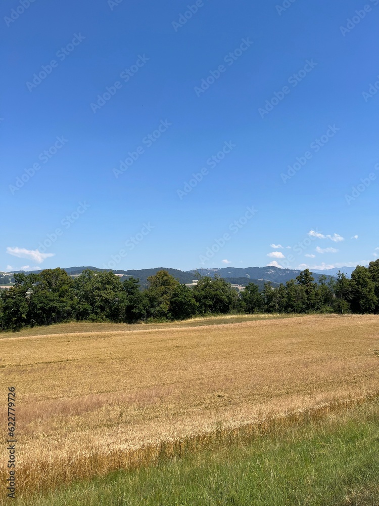 Looking down on a golden cornfield Looking down on a golden cornfield
