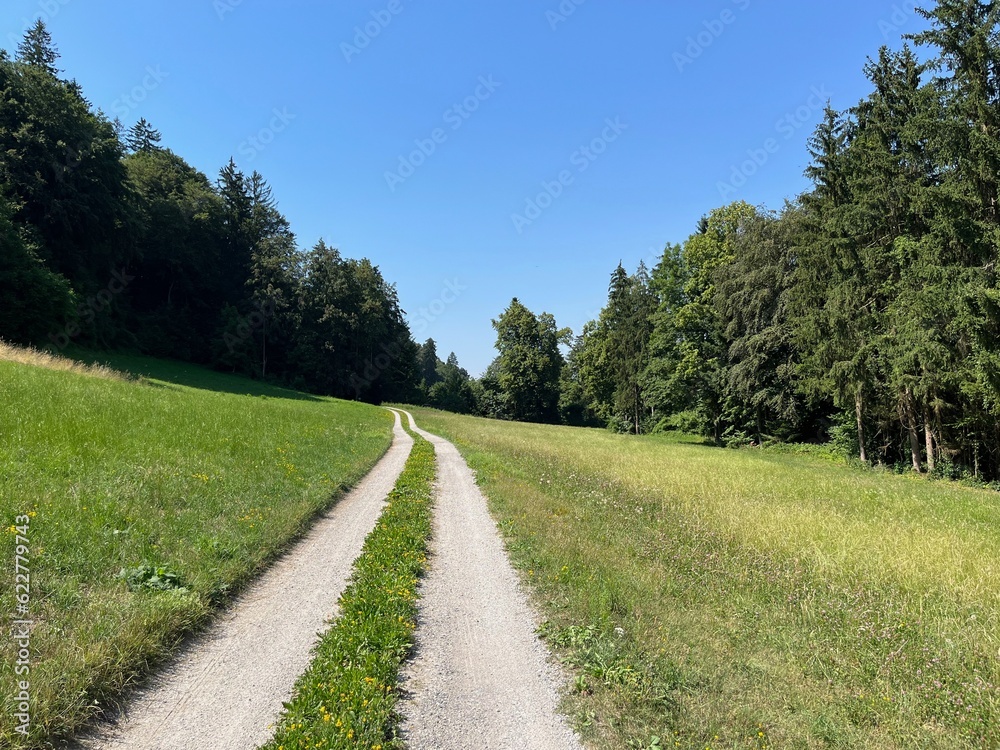Gravel path leading through meadow up to a forest