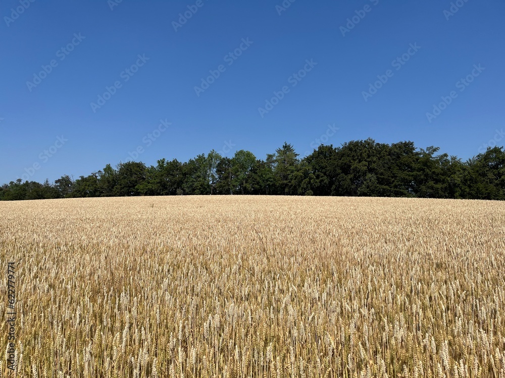 Cornfield with forest in the background Cornfield with forest in the background