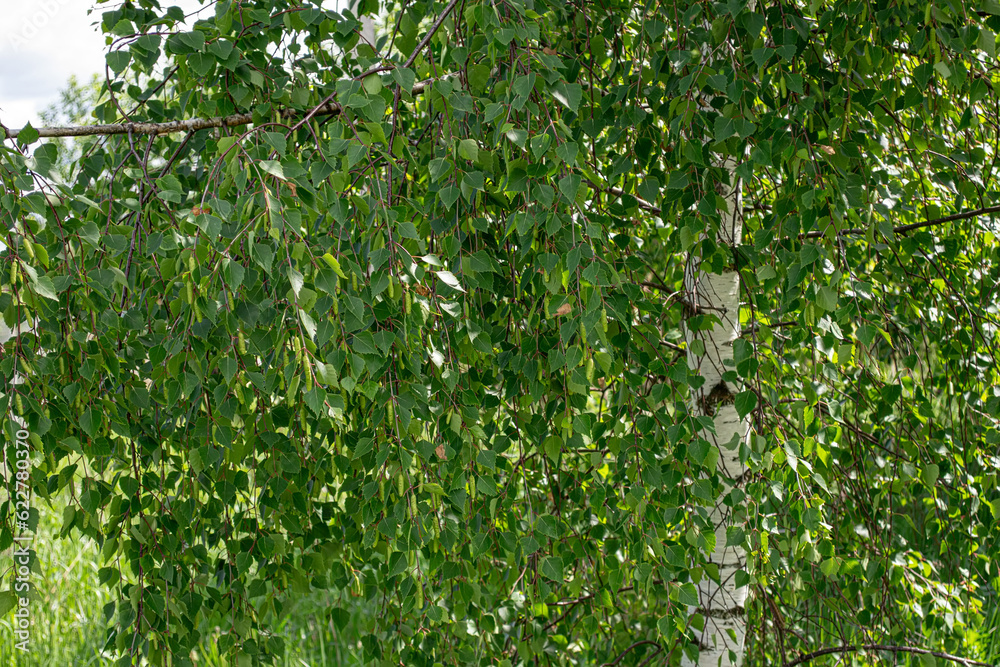 Fototapeta premium Birch tree. A genus of deciduous trees and shrubs of the Birch family.