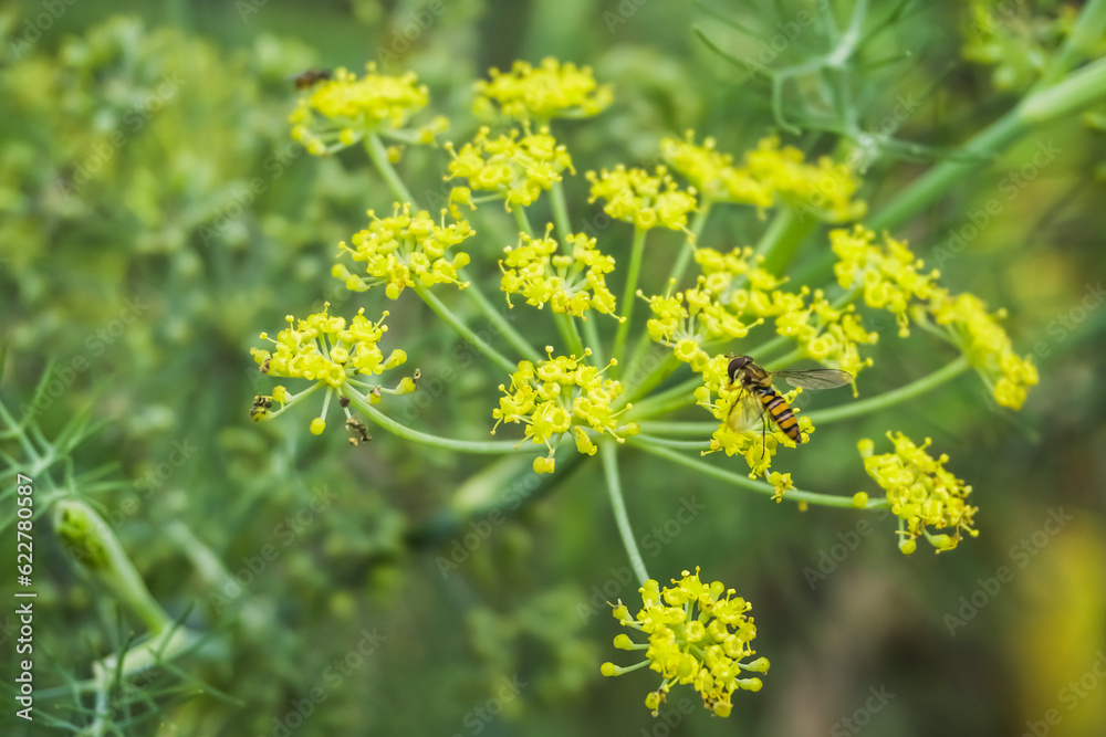 Insects or bees are perched on flowers in search of food, namely flower nectar. This activity also supports natural pollination. Concept for agriculture, organic farming, biology, ecology, ecosystem.