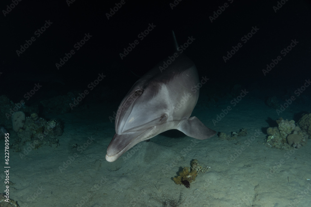 Fototapeta premium Dolphin swimming in the Red Sea, Eilat Israel 