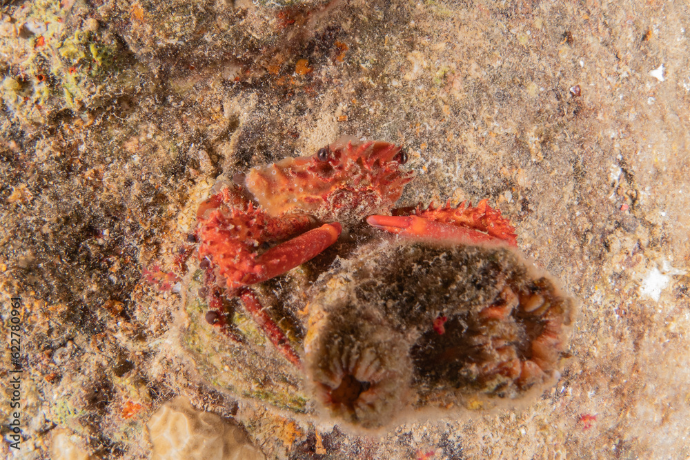 Crab in the Red Sea Colorful and beautiful, Eilat Israel