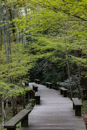 wooden bridge in the forest