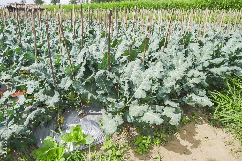 Broccoli plantation with mulch applied on the slopes of Mount Merapi, Selo Boyolali, Central Java, Indonesia. Concept for Agriculture and Organic Vegetables Open Land Farming.