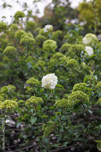 flowers in the forest