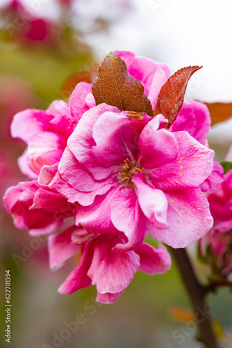 pink rose bush