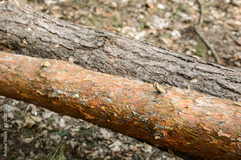 dry fallen trees in the forest. dry fallen trees in the forest.