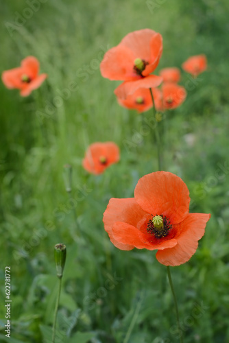 red poppies in the field. floral background © Olena