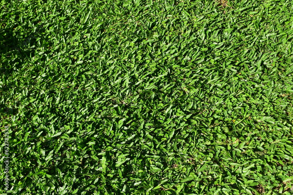 green grass background green grass background