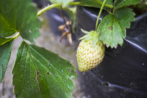 Raw Strawberry. Unripe Strawberry Fruit in Polybag. Concept for Agriculture and Organic Fruits and Vegetables Open Land Farming, Urban Farming, Gardening activity for children.