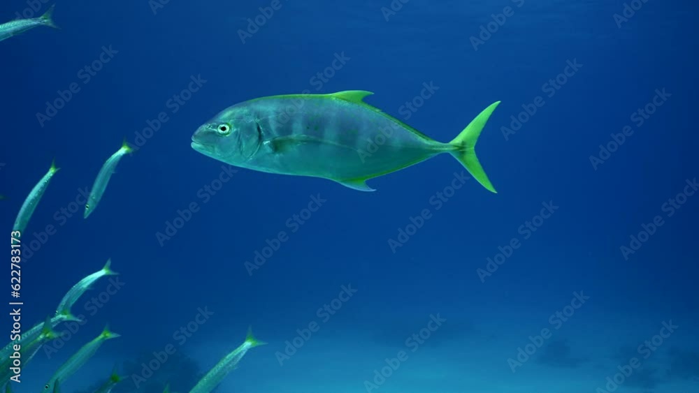 Slow motion, Close-up of Yellowspotted Trevally (Carangoides fulvoguttatus) swimming on large school of Yellow-tailed Barracuda (Sphyraena flavicauda) on blue water column Slow motion, Close-up of Yellowspotted Trevally (Carangoides fulvoguttatus) swimming on large school of Yellow-tailed Barracuda (Sphyraena flavicauda) on blue water column