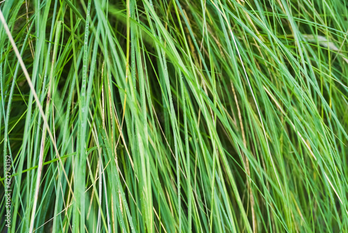 Long green leaves from the grass or grass leaf for backgrounds. Natural live texture for wallpaper  cover and websites.