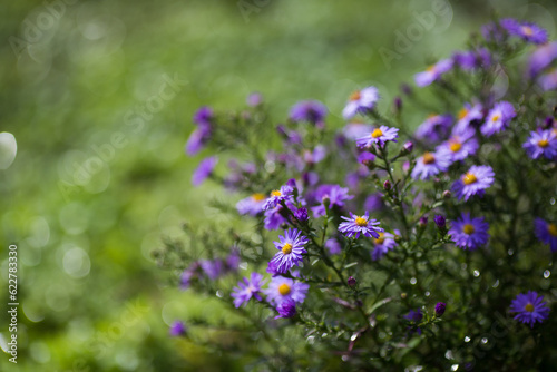 Blue cushion asters bloom in garden. Autumn background with blue asters flowers. Blue Michaelmas daisy flower