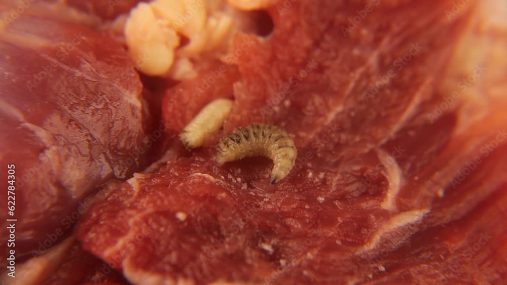 Vídeo do Stock: Larvae of flies on meat. Housefly (Musca domestica ...