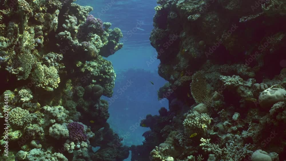 Swimming through rift in coral reef into blue lagoon, Slow motion. Camera slowly moving forwards passing through canyon in rock of coral reef in sunlight. Colorful tropical fish on coral reef Swimming through rift in coral reef into blue lagoon, Slow motion. Camera slowly moving forwards passing through canyon in rock of coral reef in sunlight. Colorful tropical fish on coral reef