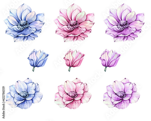 Fototapeta Naklejka Na Ścianę i Meble -  Anemone Flowers Watercolor Illustration. Blue, Pink and Purple Anemones Hand Painted isolated on white background.  Perfect for wedding invitations, bridal shower and  floral greeting cards